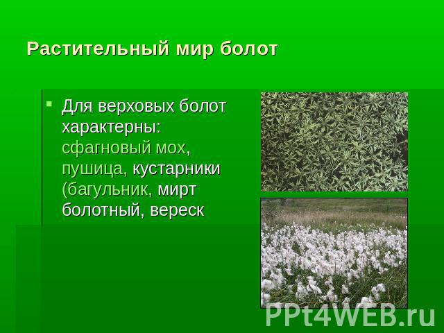 Растительный мир болот Для верховых болот характерны: сфагновый мох, пушица, кустарники (багульник, мирт болотный, вереск