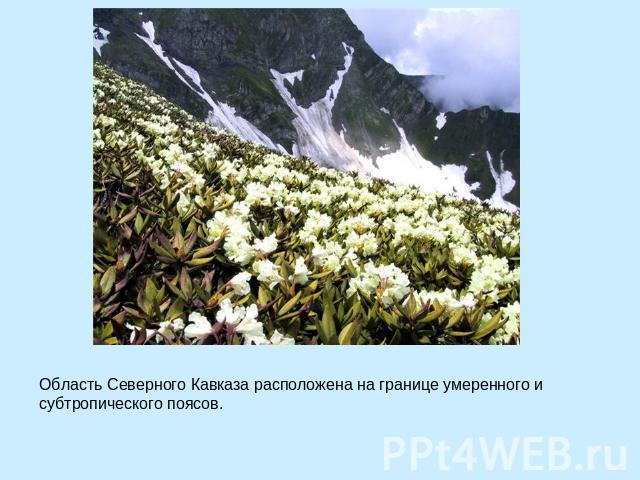 Область Северного Кавказа расположена на границе умеренного и субтропического поясов.