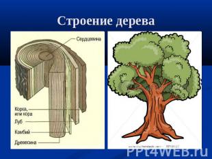 Строение дерева