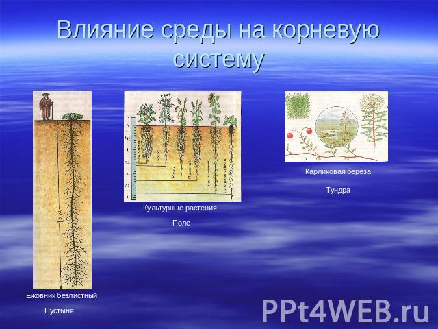 Влияние среды на корневую систему Ежовник безлистный Пустыня Культурные растения Поле Карликовая берёза Тундра