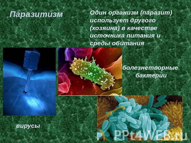 Паразитизм Один организм (паразит) использует другого (хозяина) в качестве источника питания и среды обитания болезнетворные бактерии вирусы