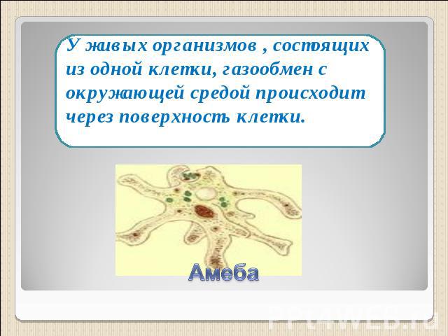 У живых организмов , состоящих из одной клетки, газообмен с окружающей средой происходит через поверхность клетки. Амеба