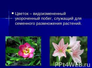 Цветок – видоизмененный укороченный побег, служащий для семенного размножения ра