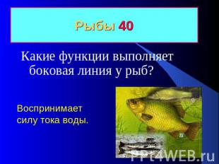Рыбы 40 Какие функции выполняет боковая линия у рыб? Воспринимает силу тока воды
