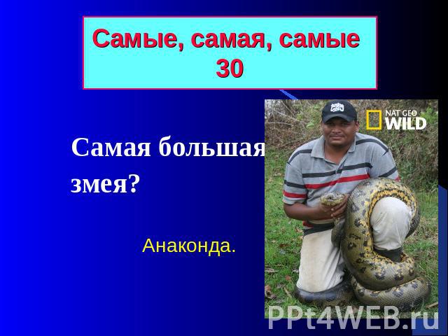 Самые, самая, самые 30 Самая большая змея? Анаконда.