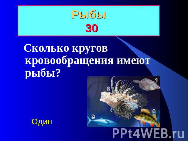 Рыбы 30 Сколько кругов кровообращения имеют рыбы? Один