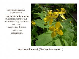 Семейство маковые – Papaveraceae. Чистотел большой (Chelidonium majus L.) - мног