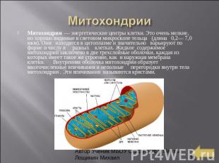 Митохондрии Митохондрии  — энергетические центры клетки. Это очень мелкие, но хо