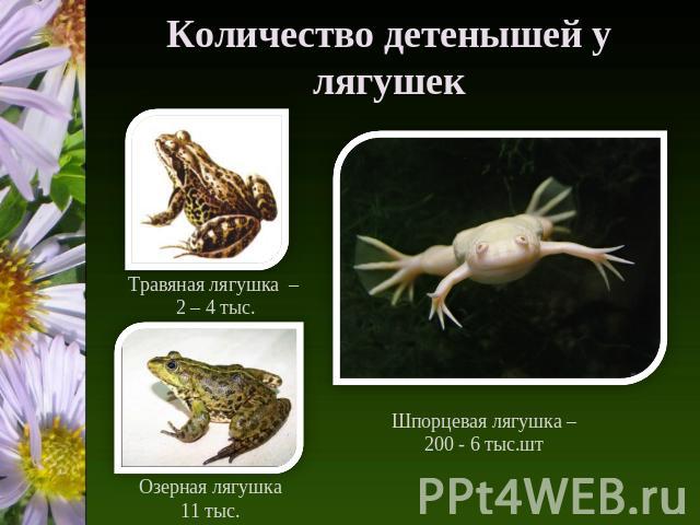 Количество детенышей у лягушек Травяная лягушка – 2 – 4 тыс. Озерная лягушка 11 тыс. Шпорцевая лягушка – 200 - 6 тыс.шт