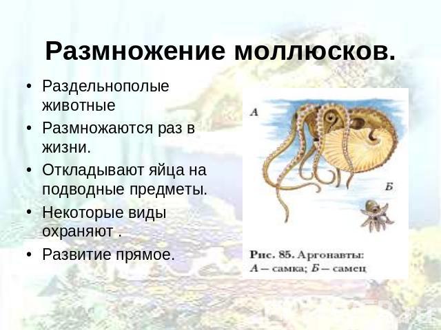 Размножение моллюсков. Раздельнополые животные Размножаются раз в жизни. Откладывают яйца на подводные предметы. Некоторые виды охраняют . Развитие прямое.