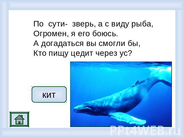 По сути- зверь, а с виду рыба, Огромен, я его боюсь. А догадаться вы смогли бы, Кто пищу цедит через ус? кит