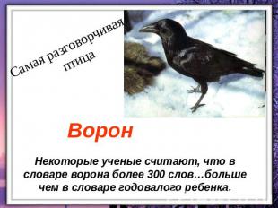 Самая разговорчивая птица Ворон Некоторые ученые считают, что в словаре ворона б
