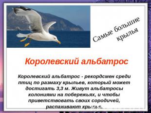 Самые большие крылья Королевский альбатрос Королевский альбатрос - рекордсмен ср