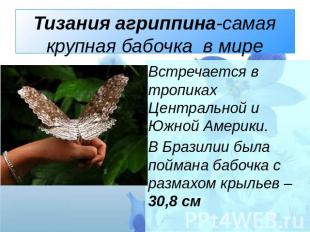 Тизания агриппина-самая крупная бабочка в мире Встречается в тропиках Центрально