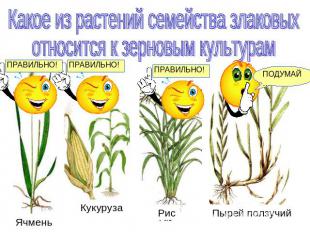 Какое из растений семейства злаковых относится к зерновым культурамЯчменьКукуруз