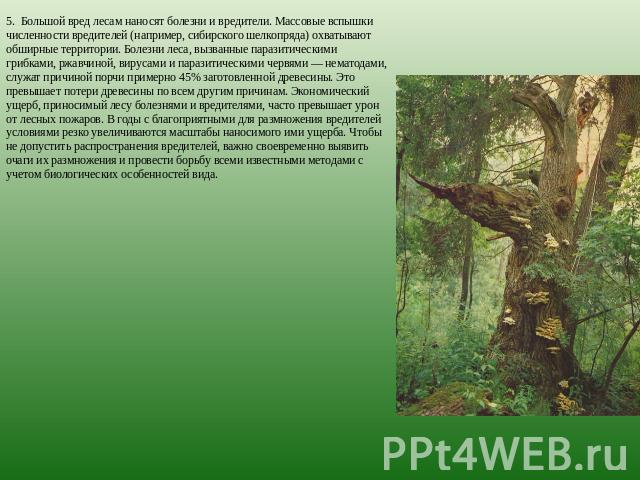 5.  Большой вред лесам наносят болезни и вредители. Массовые вспышки численности вредителей (например, сибирского шелкопряда) охватывают обширные территории. Болезни леса, вызванные паразитическими грибками, ржавчиной, вирусами и паразитическими чер…