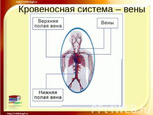 Кровеносная система – вены