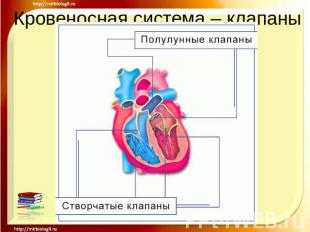Кровеносная система – клапаны сердца