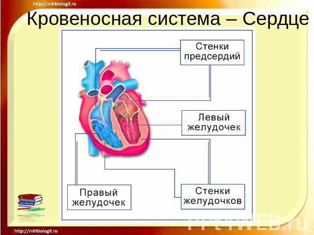 Кровеносная система – Сердце