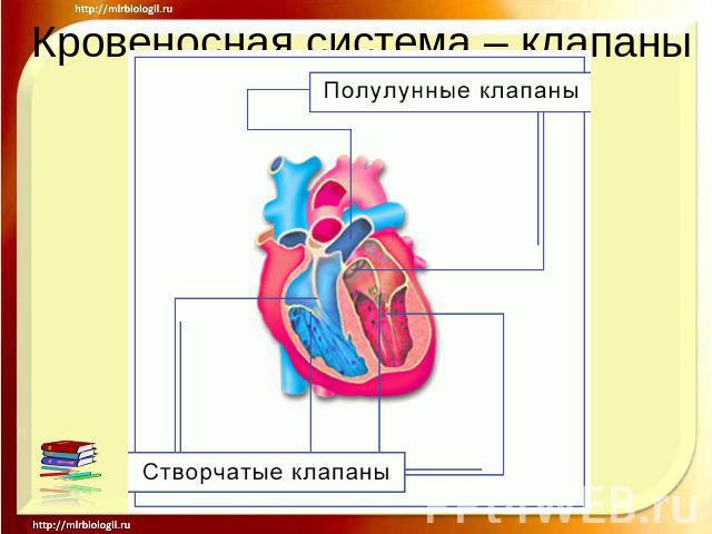 Кровеносная система – клапаны сердца
