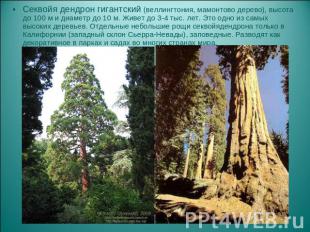 Секвойя дендрон гигантский (веллингтония, мамонтово дерево), высота до 100 м и д