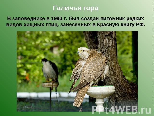 Галичья гораВ заповеднике в 1990 г. был создан питомник редких видов хищных птиц, занесённых в Красную книгу РФ.
