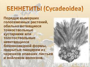 БЕННЕТИТЫ (Cycadeoidea) Порядок вымерших голосеменных растений, обильно ветвящие
