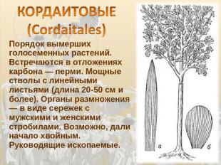 КОРДАИТОВЫЕ (Cordaitales) Порядок вымерших голосеменных растений. Встречаются в