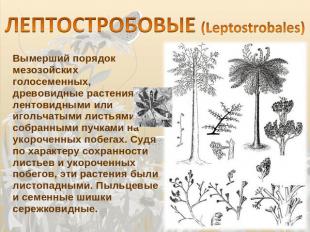 ЛЕПТОСТРОБОВЫЕ (Leptostrobales) Вымерший порядок мезозойских голосеменных, древо
