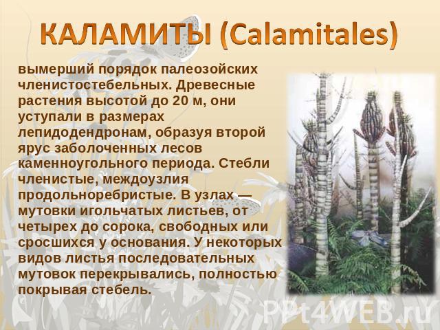 КАЛАМИТЫ (Calamitales) вымерший порядок палеозойских членистостебельных. Древесные растения высотой до 20 м, они уступали в размерах лепидодендронам, образуя второй ярус заболоченных лесов каменноугольного периода. Стебли членистые, междоузлия продо…