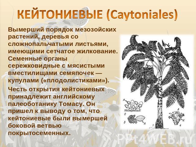 КЕЙТОНИЕВЫЕ (Caytoniales) Вымерший порядок мезозойских растений, деревья со сложнопальчатыми листьями, имеющими сетчатое жилкование. Семенные органы сережковидные с мясистыми вместилищами семяпочек — купулами («плодолистиками»). Честь открытия кейто…