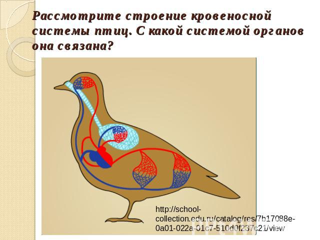 Рассмотрите строение кровеносной системы птиц. С какой системой органов она связана? http://school-collection.edu.ru/catalog/res/7b17088e-0a01-022a-01c7-510d0f237c21/view