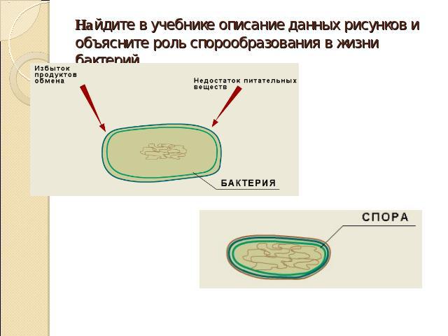 Найдите в учебнике описание данных рисунков и объясните роль спорообразования в жизни бактерий