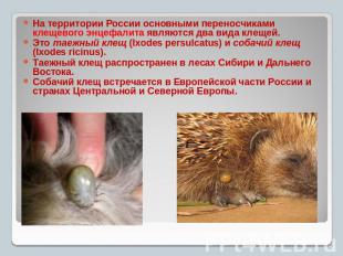 На территории России основными переносчиками клещевого энцефалита являются два в