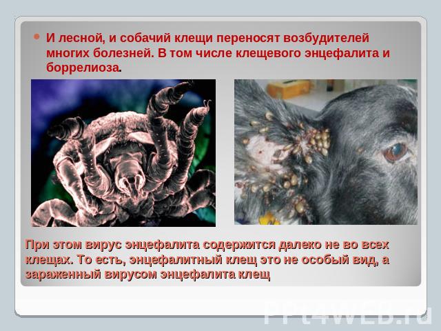 И лесной, и собачий клещи переносят возбудителей многих болезней. В том числе клещевого энцефалита и боррелиоза. При этом вирус энцефалита содержится далеко не во всех клещах. То есть, энцефалитный клещ это не особый вид, а зараженный вирусом энцефа…