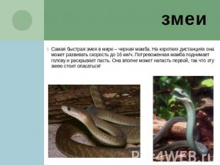 змеи Самая быстрая змея в мире – черная мамба. На коротких дистанциях она может