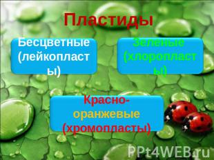 Пластиды Бесцветные(лейкопласты)Зеленые (хлоропласты)Красно-оранжевые(хромопласт