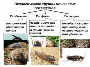 Экологические группы почвенных организмов Геобионтыпостоянные обитатели почвы Ге