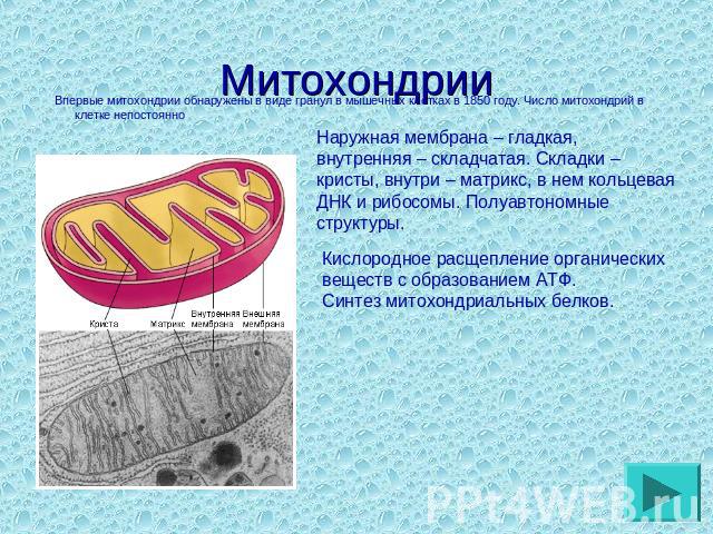 Митохондрии Впервые митохондрии обнаружены в виде гранул в мышечных клетках в 1850 году. Число митохондрий в клетке непостоянно Наружная мембрана – гладкая, внутренняя – складчатая. Складки – кристы, внутри – матрикс, в нем кольцевая ДНК и рибосомы.…