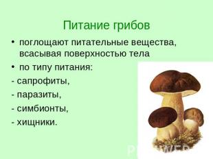 Питание грибов поглощают питательные вещества, всасывая поверхностью тела по тип