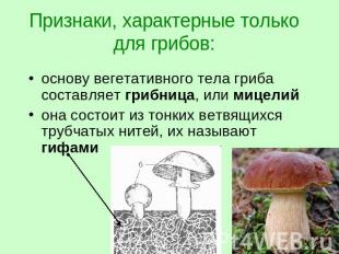 Признаки, характерные только для грибов: основу вегетативного тела гриба составл