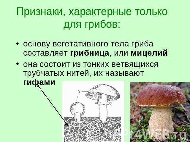 Признаки, характерные только для грибов: основу вегетативного тела гриба составляет грибница, или мицелий она состоит из тонких ветвящихся трубчатых нитей, их называют гифами