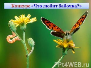 Конкурс «Что любит бабочка?»