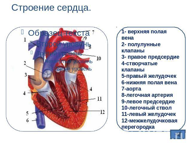 Строение сердца. 1- верхняя полая вена2- полулунные клапаны3- правое предсердие4-створчатые клапаны5-правый желудочек6-нижняя полая вена7-аорта8-легочная артерия9-левое предсердие10-легочный ствол11-левый желудочек12-межжелудочковая перегородка
