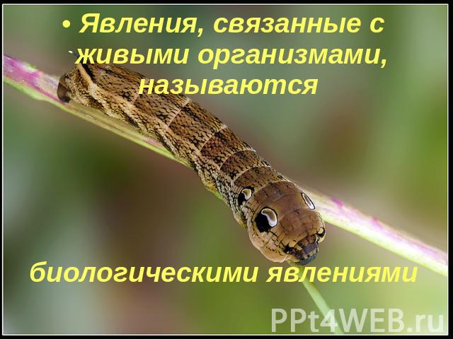 Явления, связанные с живыми организмами, называются биологическими явлениями