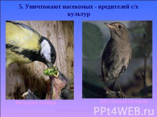 5. Уничтожают насекомых - вредителей с/х культур Большая синицаВосточный соловей