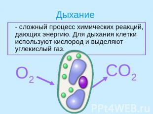 Дыхание - сложный процесс химических реакций, дающих энергию. Для дыхания клетки