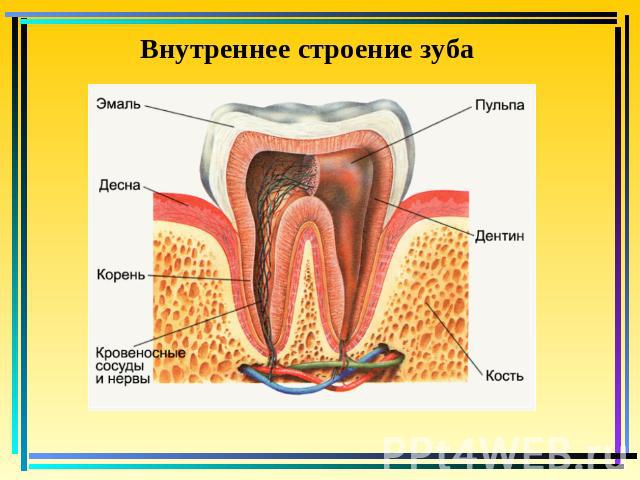 Внутреннее строение зуба