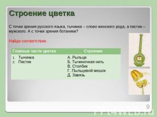 Строение цветка С точки зрения русского языка, тычинка – слово женского рода, а