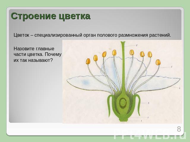 Строение цветка Цветок – специализированный орган полового размножения растений.Назовите главные части цветка. Почему их так называют?